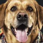 Pet Picture Contest
