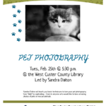 Pet Photography